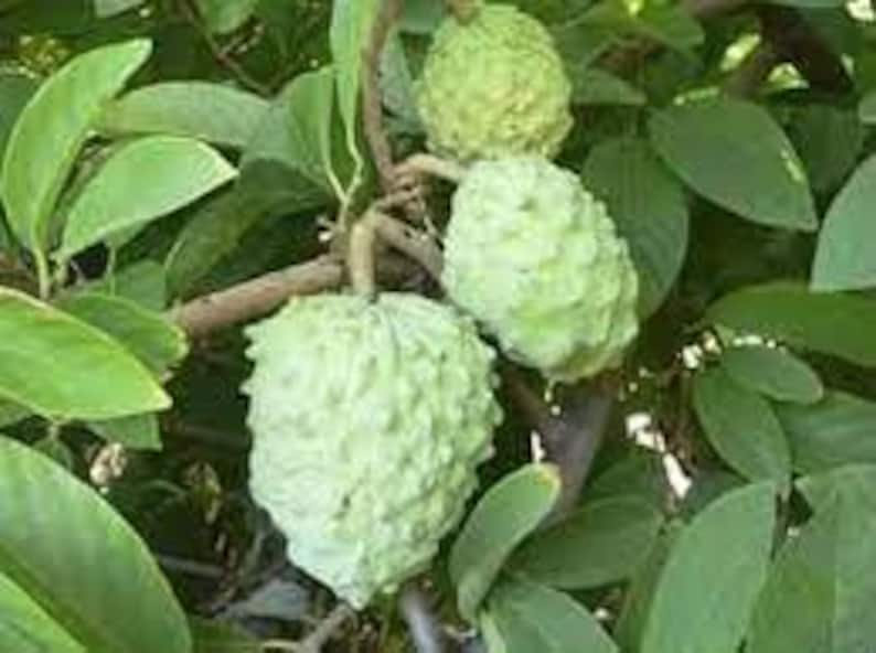 Atemoya Plant 1ft in 6" Pot - AP Atemoya Variety - Tropical Fruit Tree - Cherimoya Hybrid (Annona squamosa x Annona cherimola)