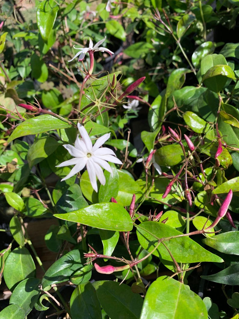 Jasminum nitidum Live Plant - Angel Wings Jasmine in 1 Gallon Pot - Fragrant Indoor/Outdoor Blooming Plant