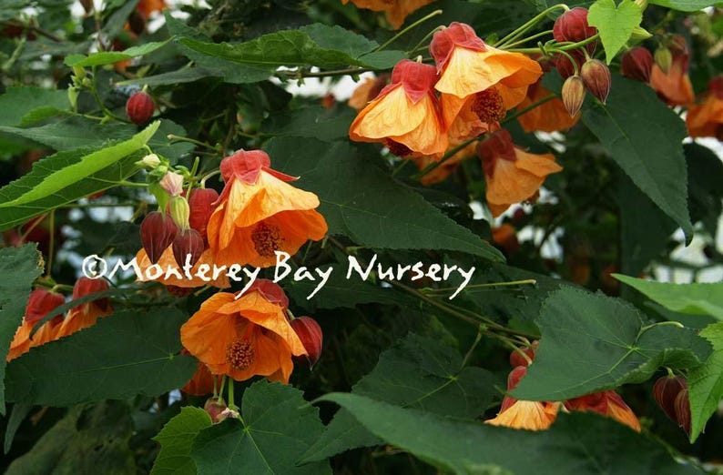 Abutilon 'Apricot' Live Plant 1-2ft in 6” Pot - Soft Apricot Flowers, A. megapotamicum Hybrid, Perfect for Gardens.