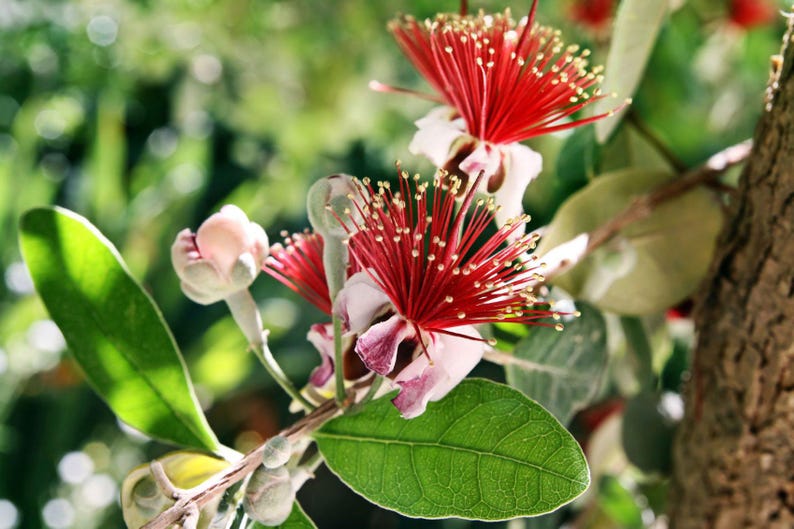 Pineapple Guava Plant - 1 Foot Tall in 6" Pot - Feijoa Sellowiana - Tropical Fruit Tree for Home Garden