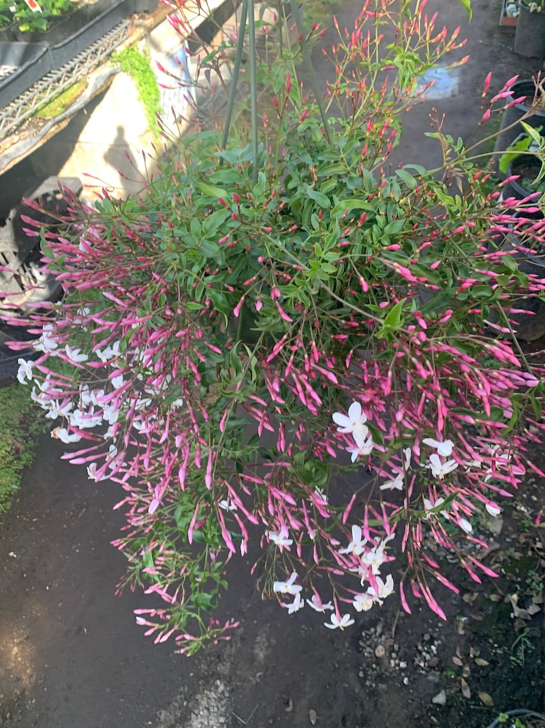jasmine potted plant Pink Jasmine Plant in 3 Gallon Pot - Fragrant Pink Flowers
