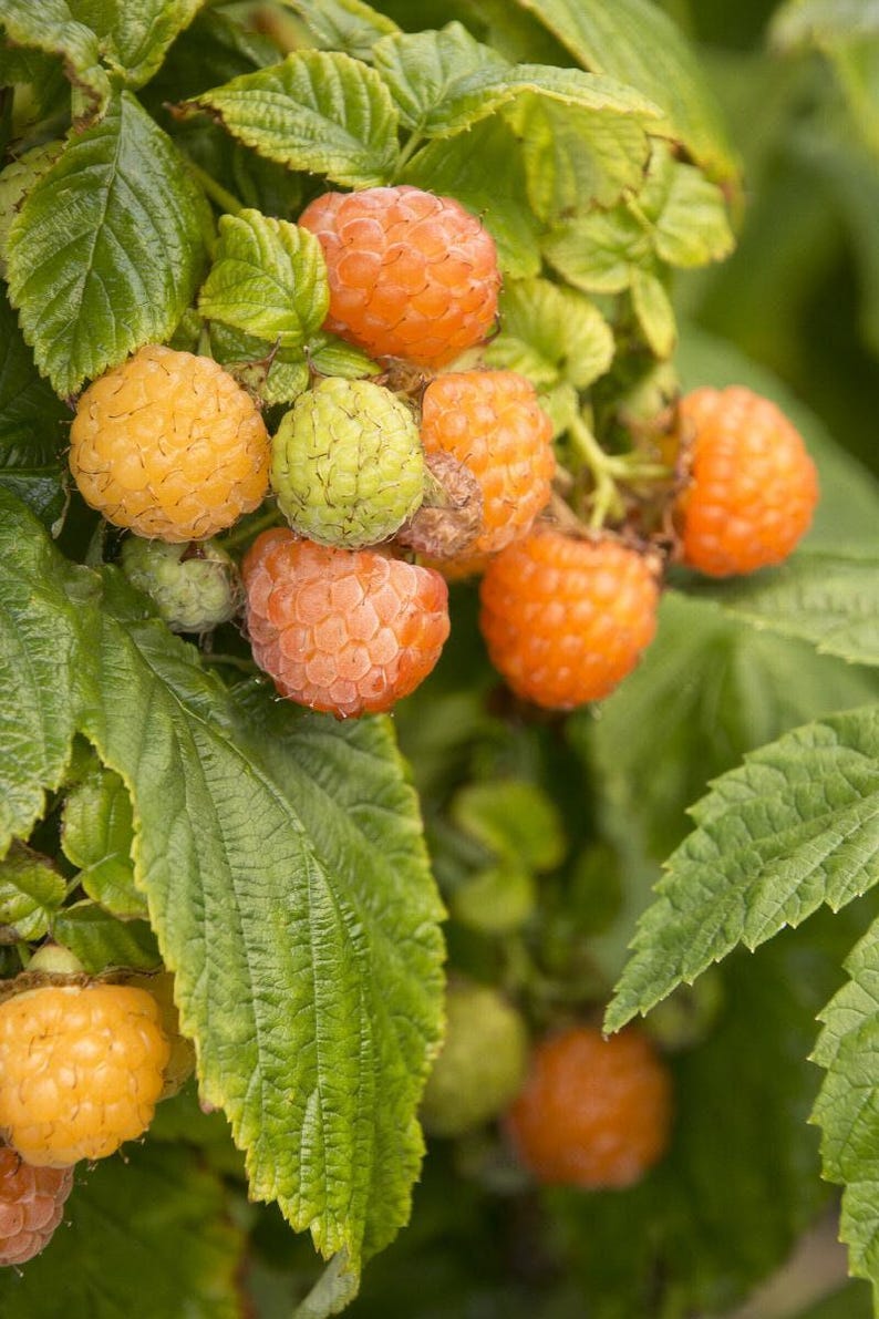 Fall Gold Raspberry Plant - 6" Pot - Rubus idaeus 'Fall Gold' - Self-Fertile, Sweet Yellow Berries for Fresh Eating & Preserves