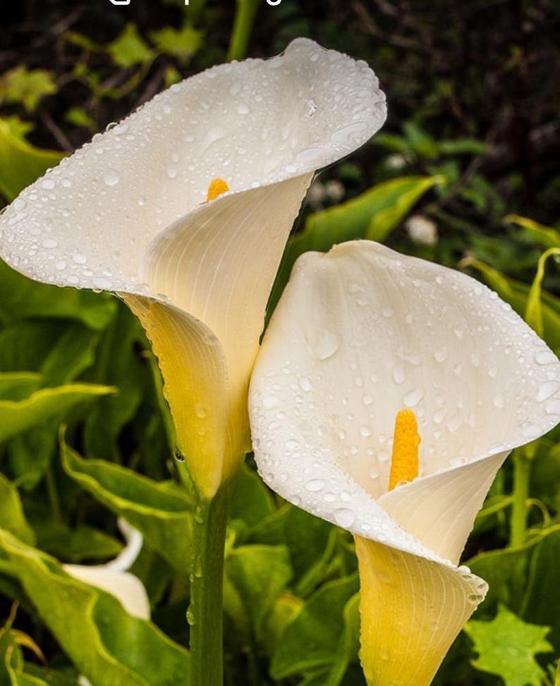 zantedeschia aethiopica white giant calla lily Giant White Calla Lily Plant 1 Gallon Pot Zantedeschia aethiopica