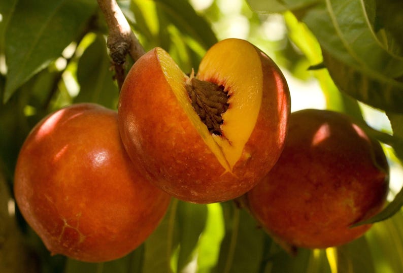 Nectarine Tree - 3 Gallon Pot - Double Delight - Prunus persica 'Double Delight' - Sweet Yellow Fruit & Pink Flowers