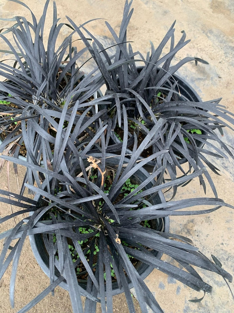 Black Mondo Grass Plant in 6" Pot - Ophiopogon japonicus - Hardy Ground Cover, Ornamental Foliage, Low Maintenance