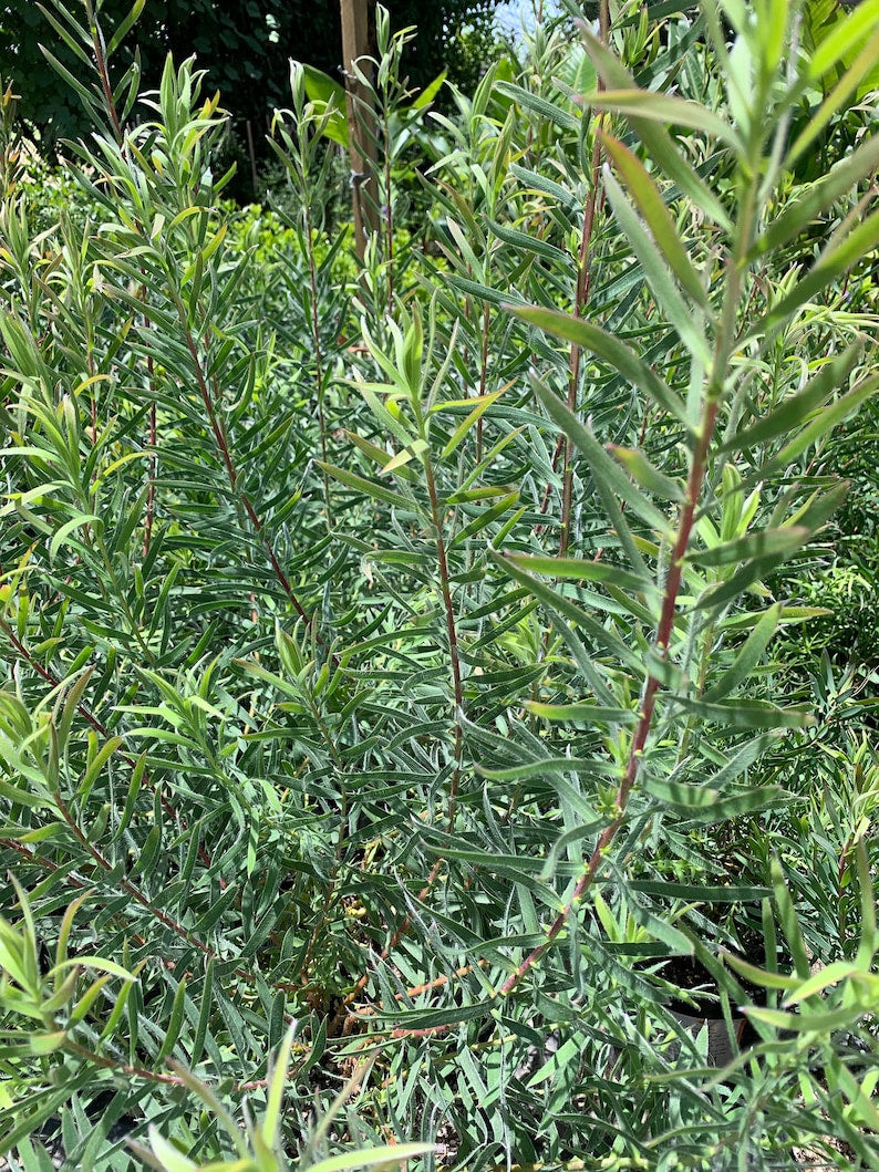 Leucadendron 'Little Red' Live Plant 1-2ft Tall in 6" Pot - Leucadendron Salignum Hybrid with Red/Cream Flowers