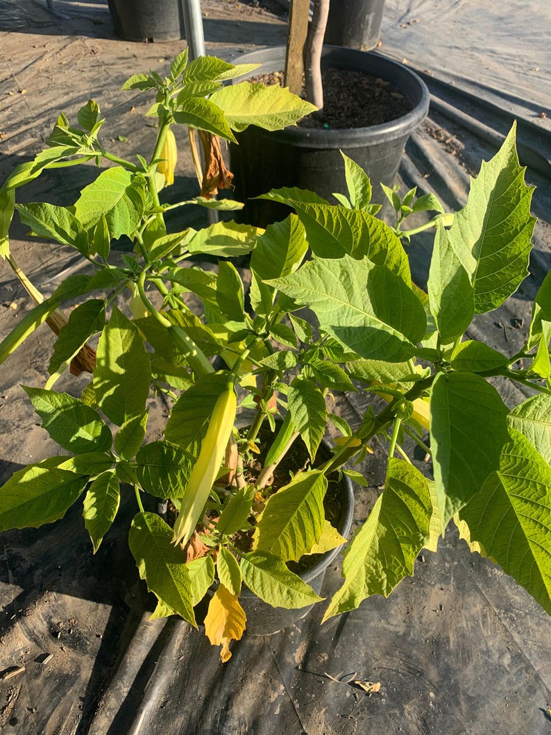 Brugmansia ‘Charles Grimaldi’ Angel Trumpet 3 Gallon – Golden-Apricot Trumpet Flowers – 2 Feet Tall Plant