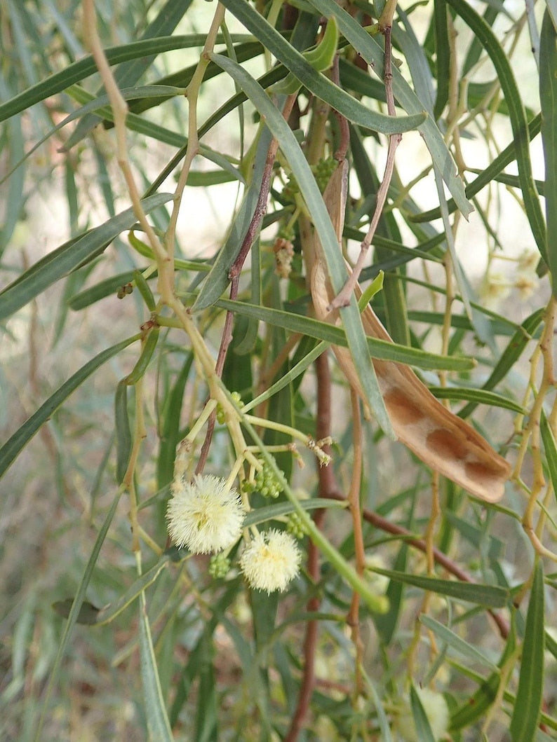 Willow Acacia Tree - 1 Gallon - Acacia salicina - Fast-Growing Thornless Variety in 6" Pot