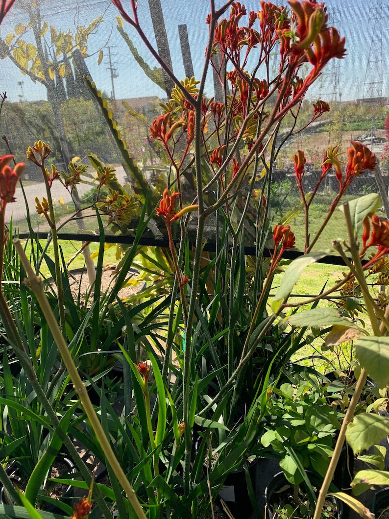 Anigozanthos Velvet Amber Live Plant in 1 Gallon Pot - Unique Flowering Kangaroo Paw - Ideal for Gardens and Landscapes