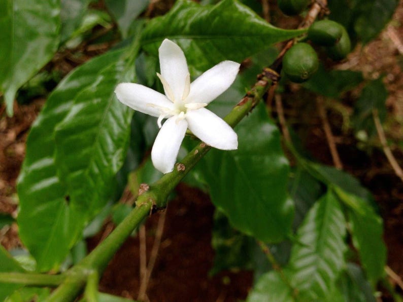 Arabica Coffee Plant - 4" Pot - Glossy Green Foliage - Coffea arabica - Easy Indoor/Outdoor Growing, Fresh Beans & Jasmine Flowers