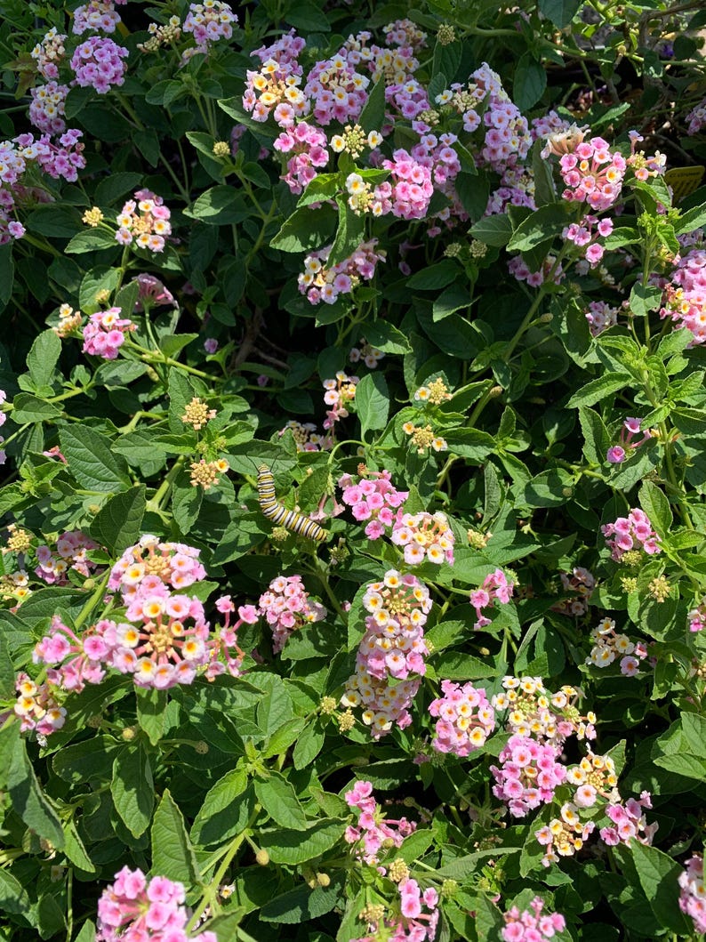 lantana succulent Lantana Plant in 1 Gallon Pot - Old Fashion Pink Variety
