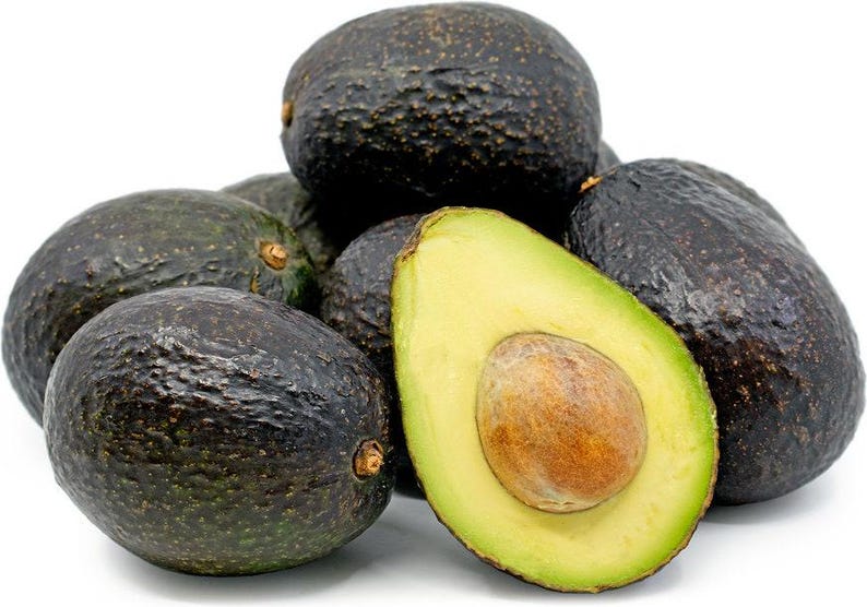 Hass Avocado Tree - 1ft Grafted Plant, Live Hass Avocado - Persea americana - Ships in Plastic Bag