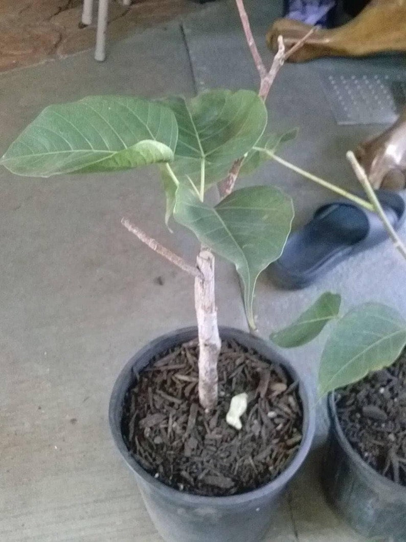 Bodhi Plant Ficus Religiosa - 1 Foot Live Sacred Fig Tree in 6" Pot - Rare Bonsai Option for Home Decor and Spiritual Practices