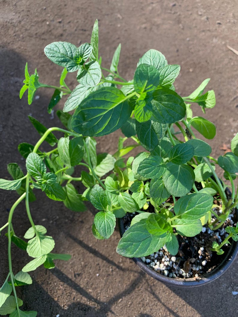 Peppermint Live Plant in 3" Pot - Mentha × piperita, Fresh Aromatic Herb for Gardening and Cooking