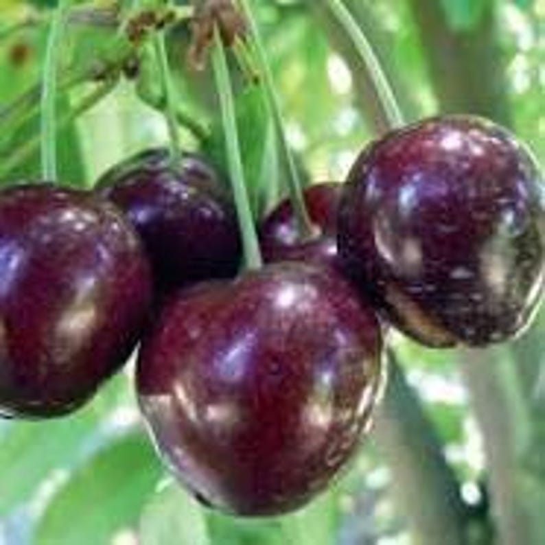 Cherry Tree Stella - 2 to 3 Feet Tall - Self-Fertile Sweet Cherry - Prunus avium 'Stella' - Potted Plant