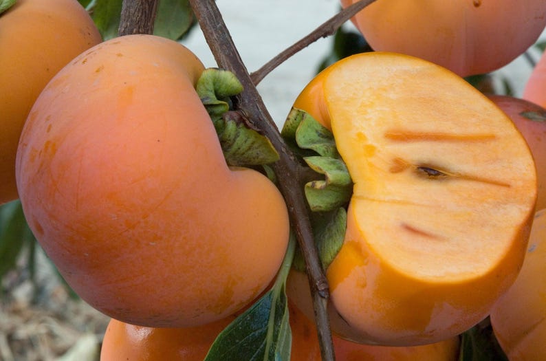 Giant Fuyu Persimmon Tree - 2 Feet Grafted - Sweet Non-Astringent Fruit - Diospyros kaki - Ships in 3 Gal Pot