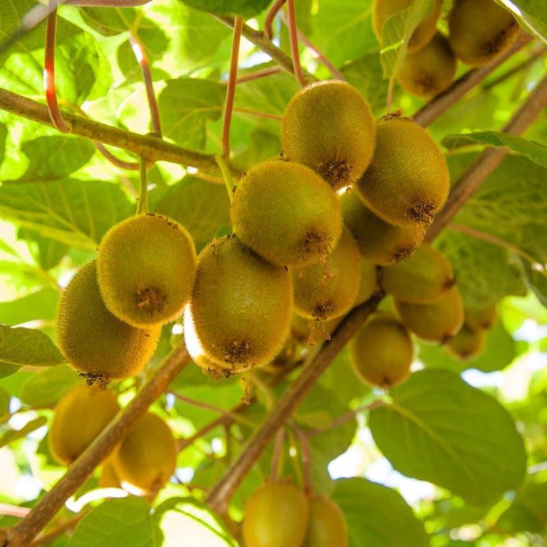 Vincent Kiwi Live Plant 1-2 ft in 6” Pot - Actinidia deliciosa - Vigorous Female Vine for Milder Climates