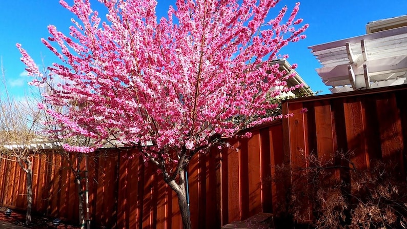 Early Pink Flowering Peach Tree - 3 Gal Pot - Bright Pink Blossoms - Fast Growing - Prunus persica 'Early Pink'