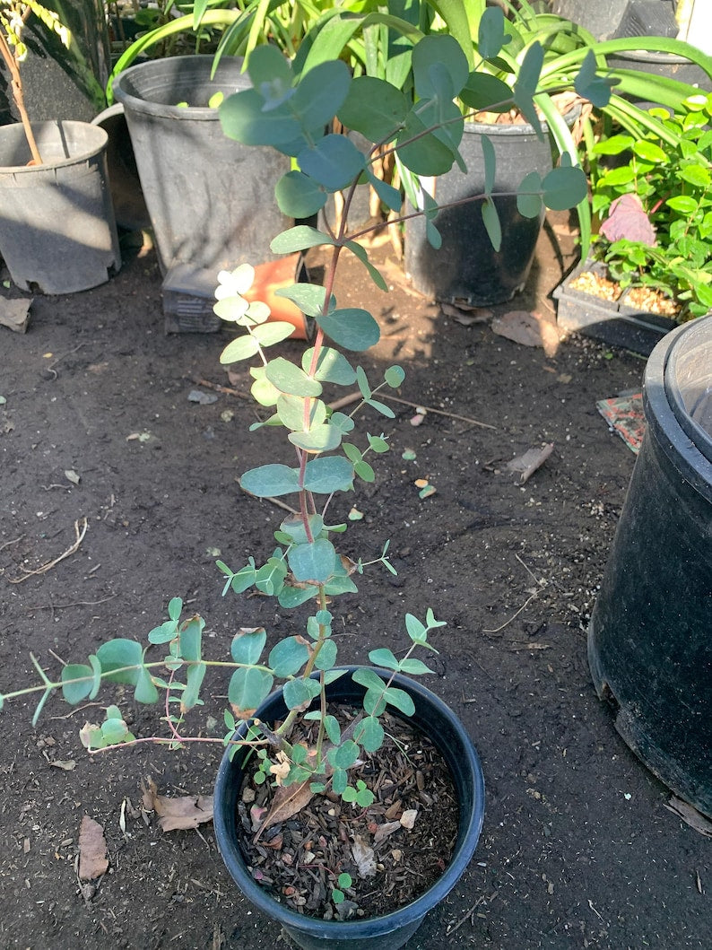 Eucalyptus Silver Drop Plant - 6