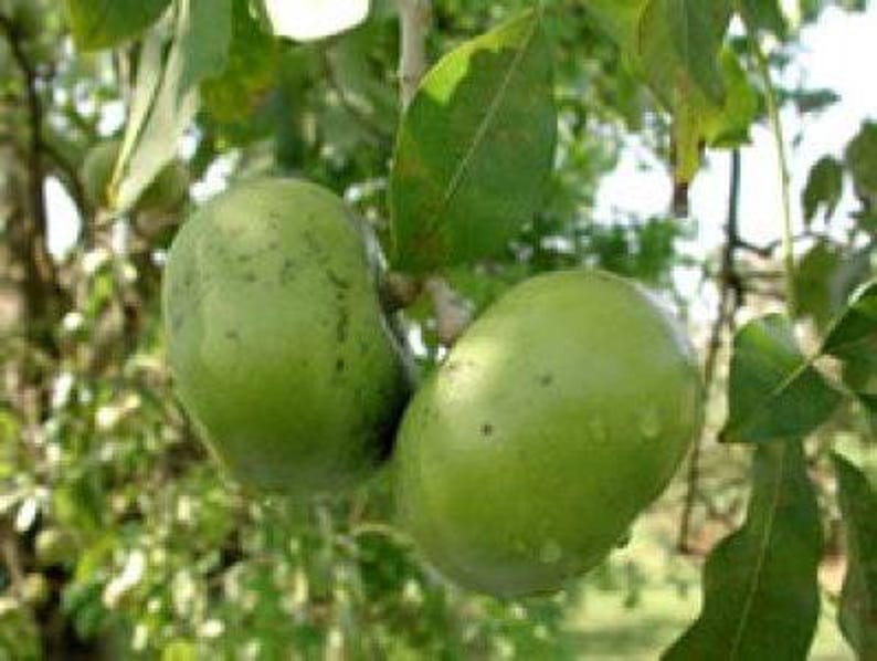 Black Sapote Plant - 1 to 2 Feet Tall - Grafted Tropical Tree - Chocolate Pudding Fruit - Diospyros digyna - 3 Gallon Pot