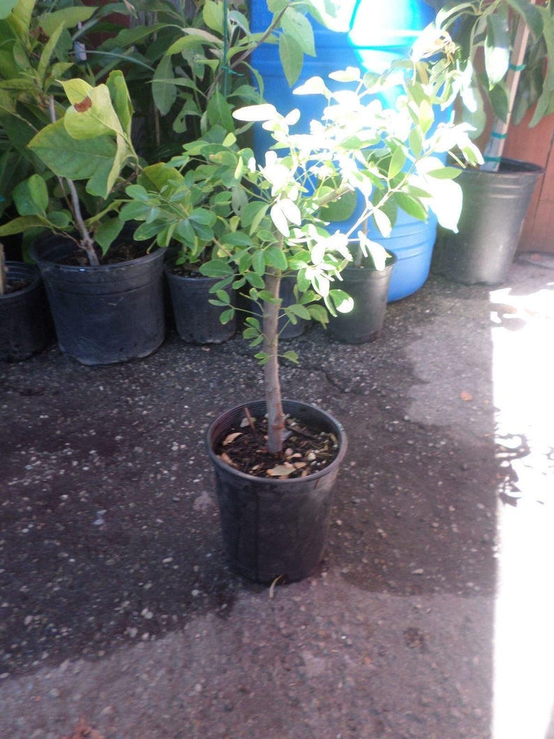 Guamuchil Tree Plant - 2 to 3 Feet Tall - Pithecellobium dulce - 3 Gallon Pot - Edible Pods, Drought Resistant, Fresh From Garden