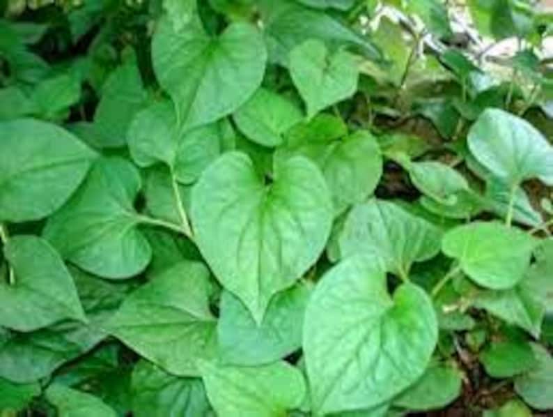 Fish Mint Plant - 1 Live Herb in 6" Pot - Di?p Cá - Houttuynia Cordata - Fresh Culinary & Ornamental Herb