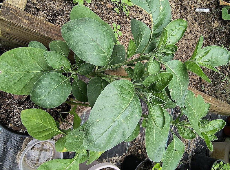 Organic Ashwagandha Plant - Heirloom Variety in Half Gallon Pot