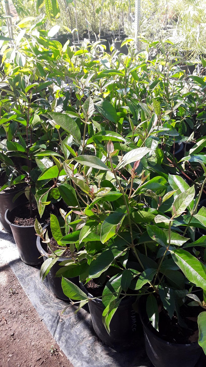 Ice Cream Bean Tree - 2 Feet Tall - Edible Fruit - Paterna - Inga edulis - 3 Gallon Pot