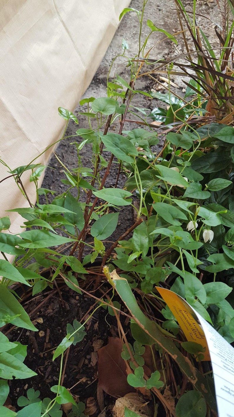 Fo Ti Starter Plant, 3