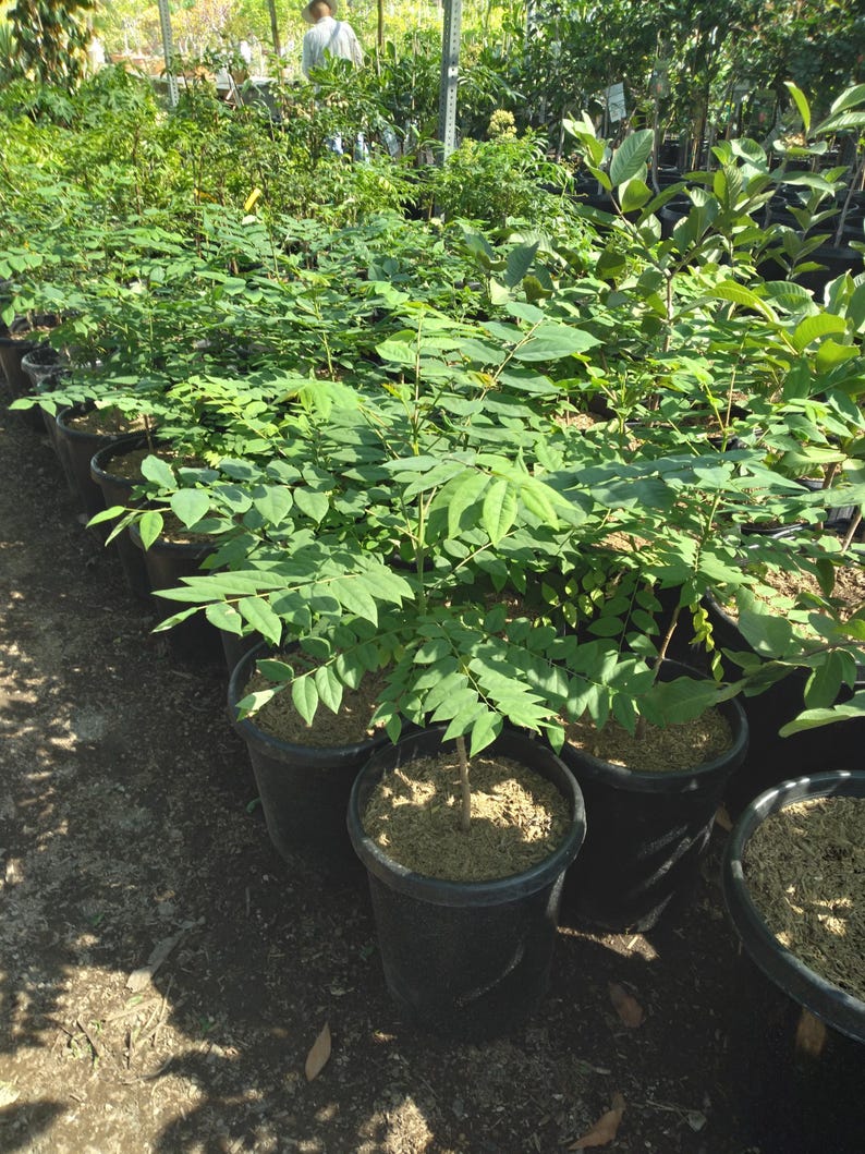 gooseberry plant in pot Tropical Gooseberry Plant - 3 Gallon Pot - Chùm Ru?t