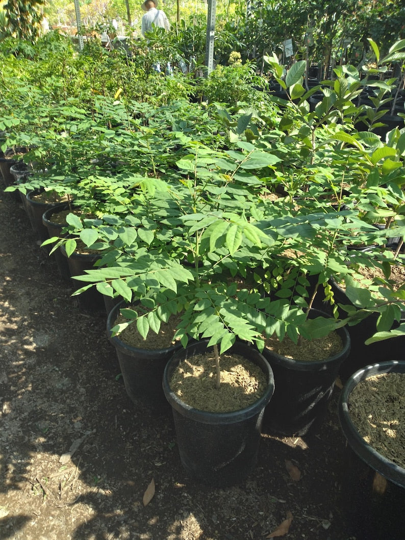 amla plant in pot Tropical Gooseberry Plant - 3gal Pot