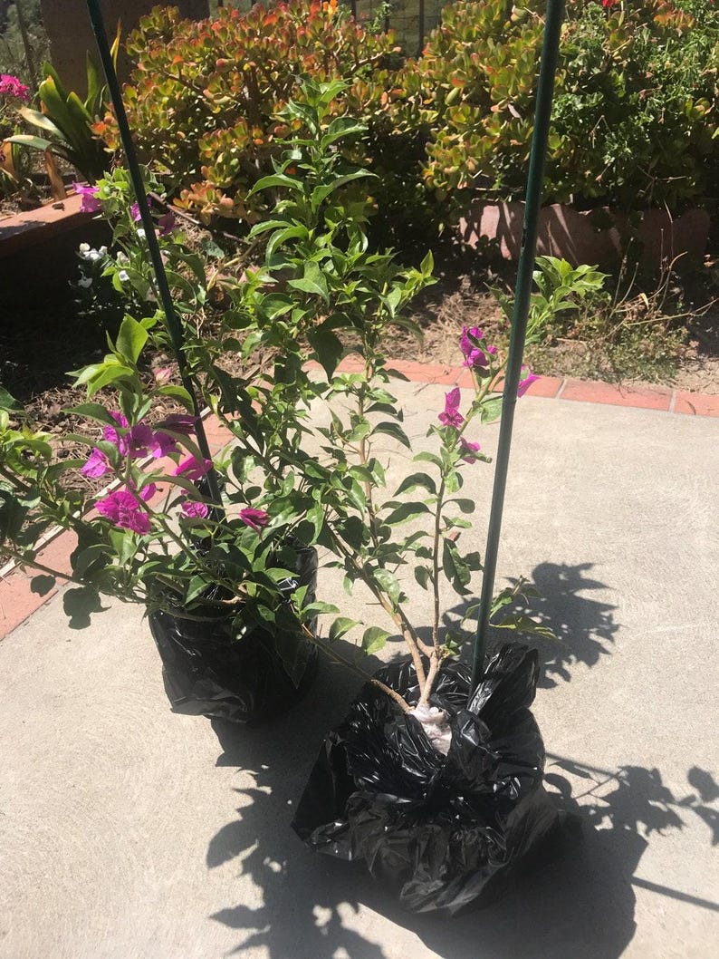 Bougainvillea Live Plant 1-2 Feet Tall Purple in 6" Pot - Bougainvillea glabra