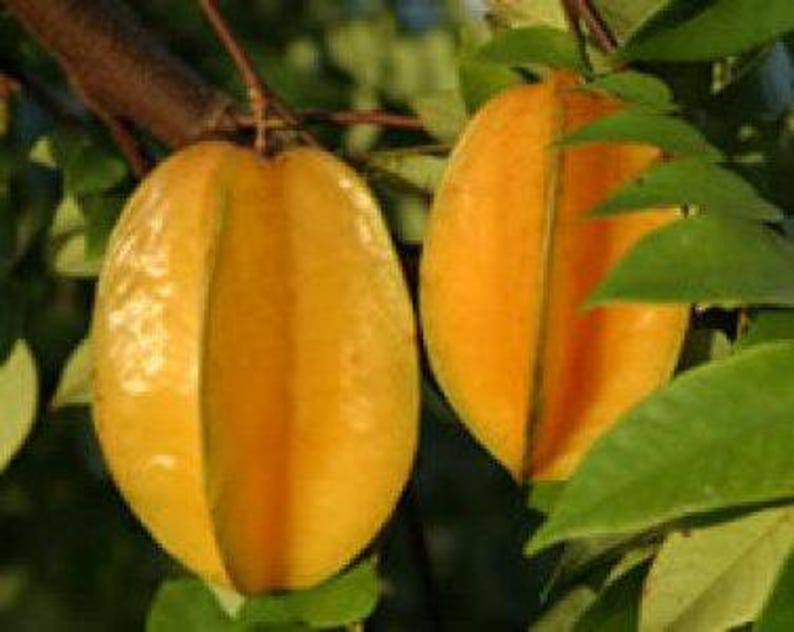 Carambola Live Plant - 3 Gal Pot - Sweet Starfruit Tree - Averrhoa carambola - Prolific Fruiting Plant