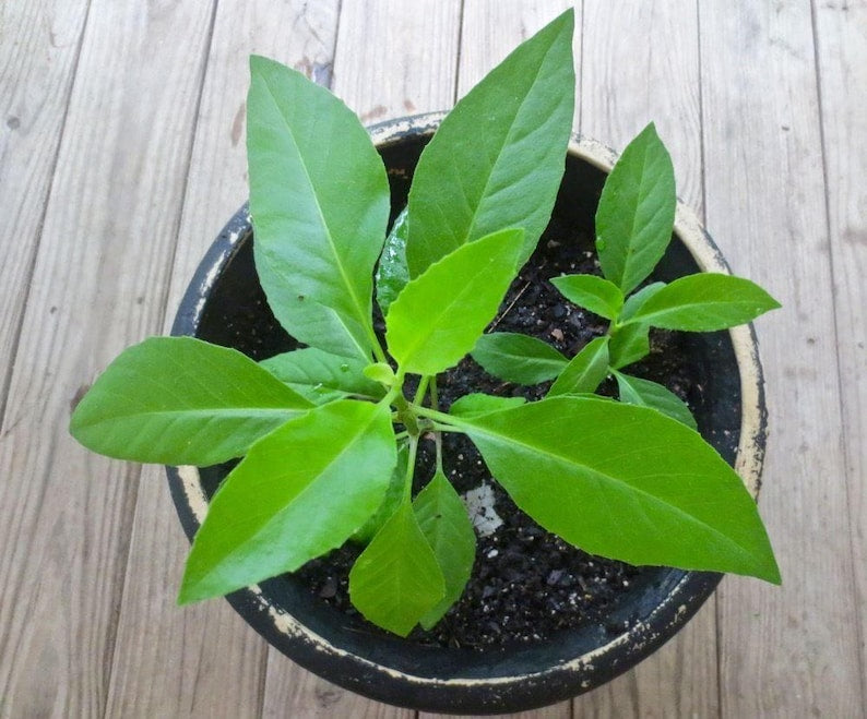 Longevity Spinach Plant - 3" Pot - Gynura Procumbens - Fresh Sabuñgai - Live Plant with Strong Roots