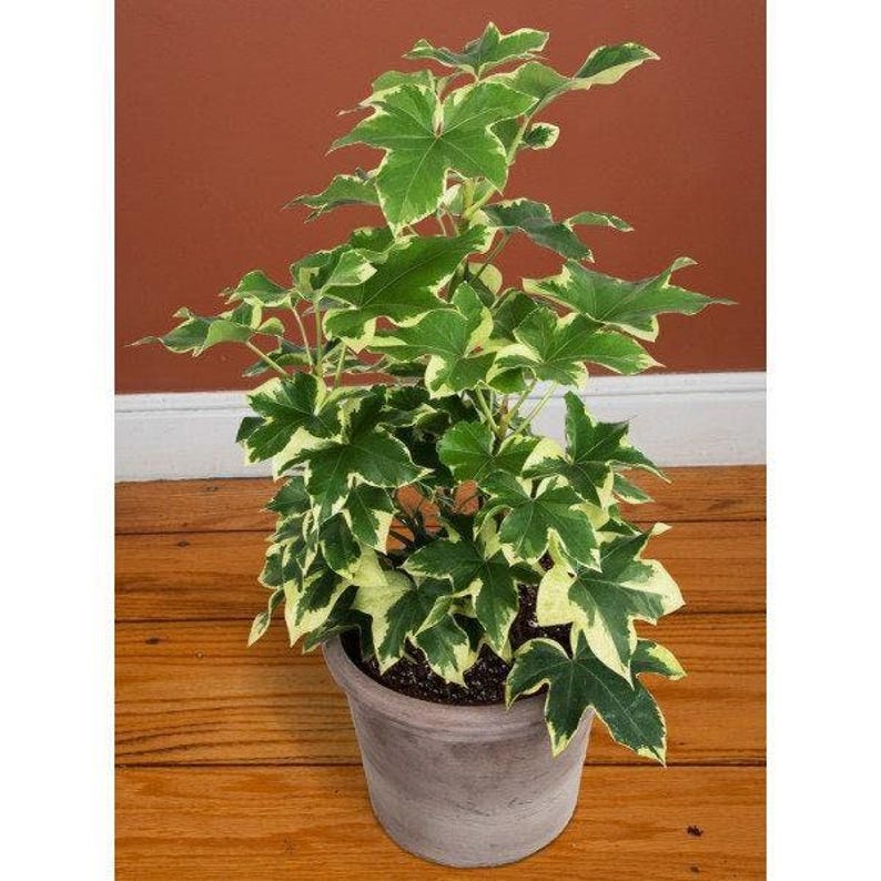 ivy tree indoor plant Variegated Tree Ivy Plant - 6" Pot - Fatshedera lizei variegata