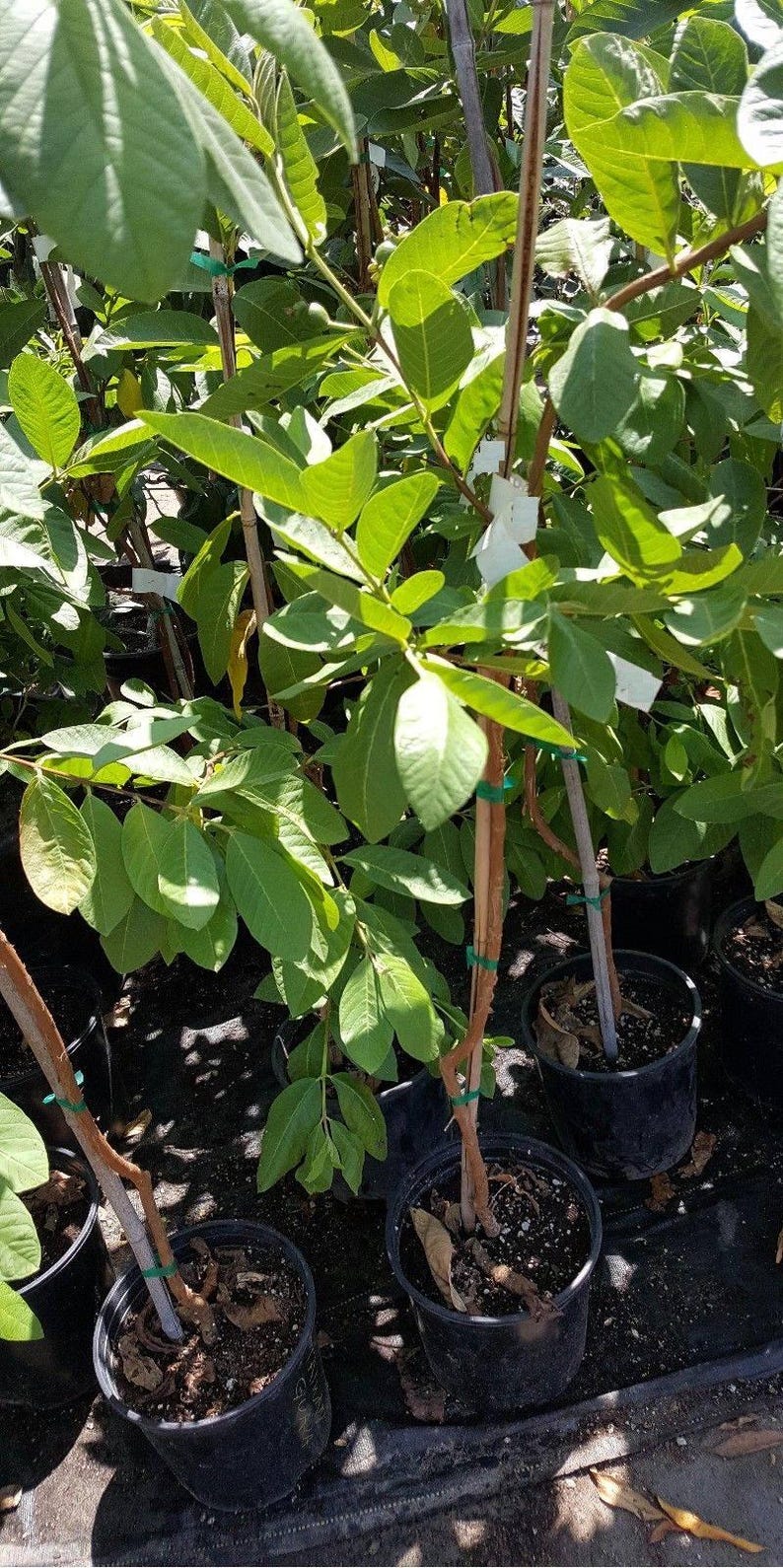 guava plant in pot Taiwan Century Guava Plant - 3 Gal Pot - White Flesh Variety