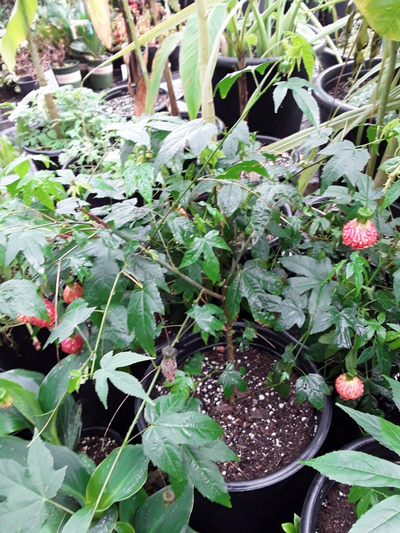 Abutilon 'Tiger Eye' Flowering Maple Plant - 3 Gal Pot - Dazzling Yellow Flowers with Red Veining - Live Plant