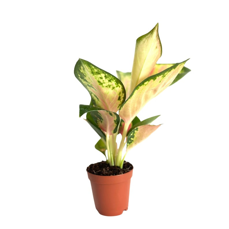 Aglaonema China Red Live Plant Chinese Evergreen Tropical Indoor Starter Houseplant 2 Inch Gift