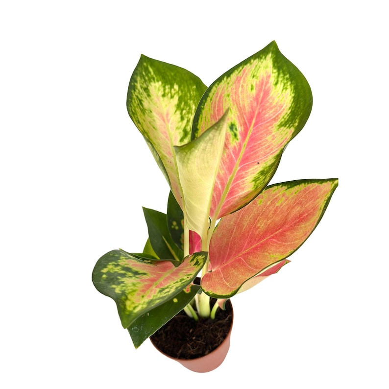 China Red Aglaonema Live Plant Tropical Chinese Evergreen Indoor Starter Houseplant 2 Inch Gift