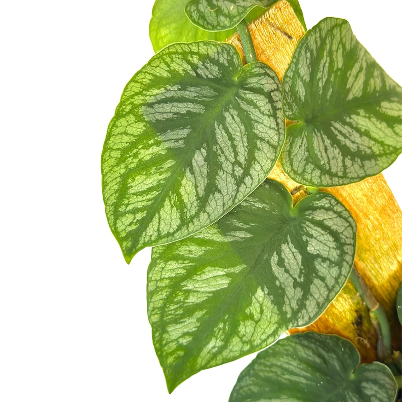 Monstera Dubia Live Plant Shingle Climbing Houseplant Silver Tropical Indoor Rooted Starter Plant Gift