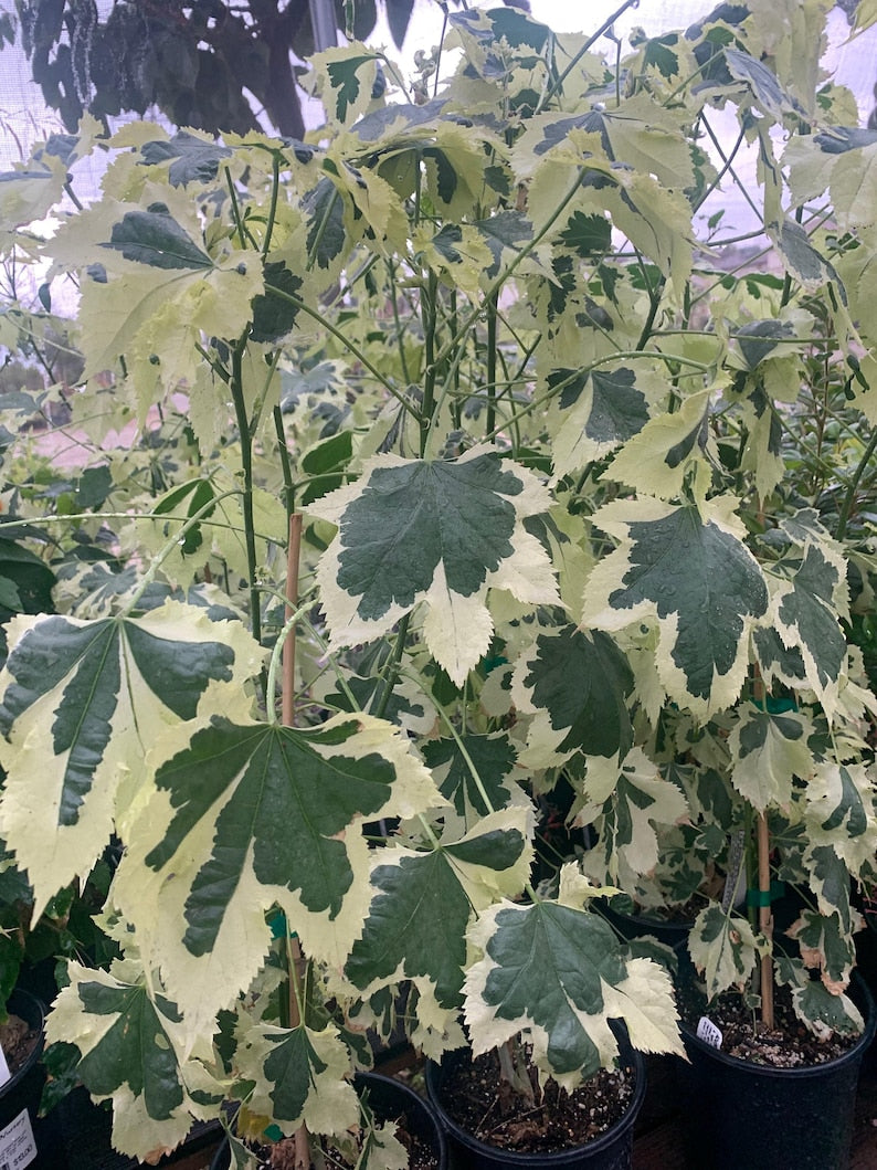 Abutilon 'Savitzii' Plant in 6” Pot - Flowering Indoor/Outdoor Tropical Shrub
