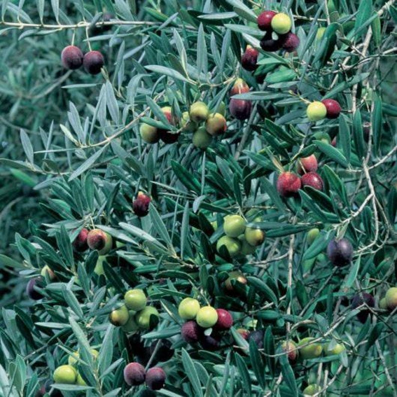 Manzanillo Olive Tree - 2 Feet - 6" Pot - Olea europaea - Ideal for Olive Oil and Eating