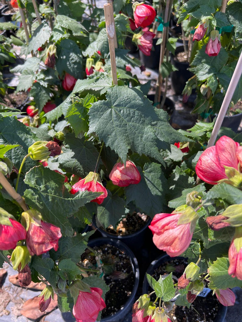 Abutilon ‘Jerry’s Red Wax’ Plant - 1 Gal Pot - Easy to Grow - Dark Red Flowers - Hummingbird Friendly - Indoor/Outdoor