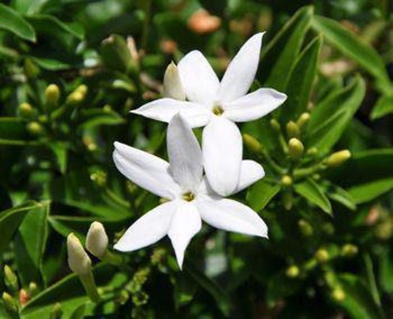 South African Jasmine Plant in 6" Pot | Jasmine Angulare | 1 Foot Tall | Fragrant Green Foliage