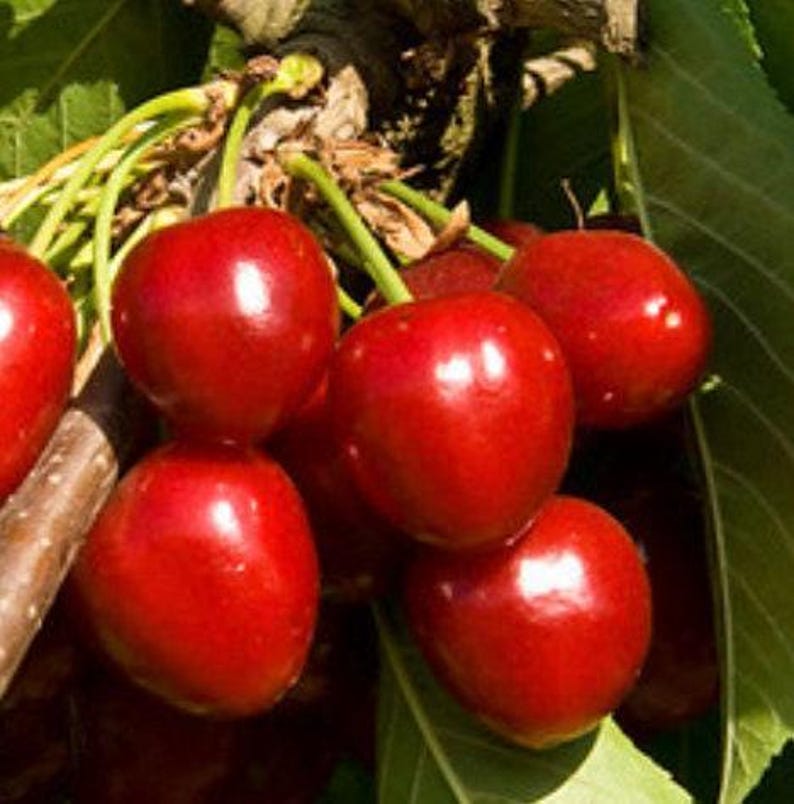 Compact Stella Cherry Tree in Pot - Dark Red Sweet Fruit - Prunus avium 'Compact Stella'