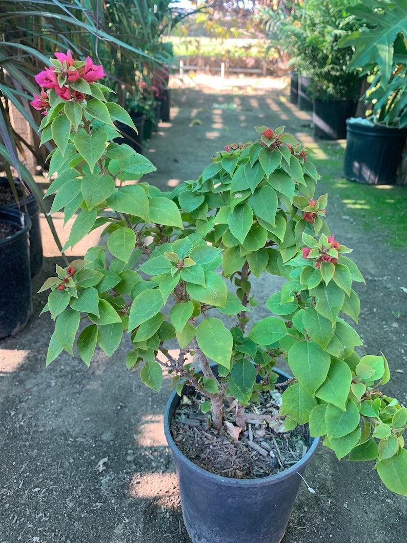 Bougainvillea Torch Plant 2-3 Feet in 3 Gal Pot - Vibrant Colorful Blooms (Bougainvillea spp.)