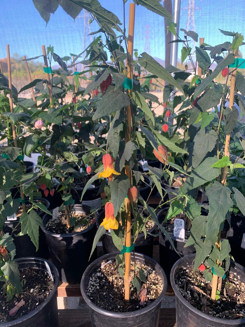 Abutilon 'Sunset' Live Plant in 6" Pot | Bright Yellow Flowers with Red Sepals | Megapotamicum Hybrid