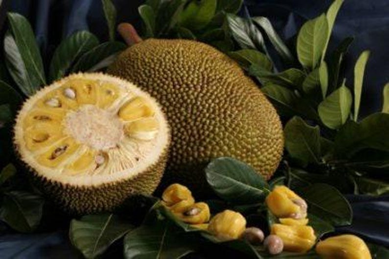 Jakfruit Plant - 2 to 3 Feet Tall - Artocarpus heterophyllus - Ship in 3Gal Pot - Tropical Fruit Tree for Home Garden
