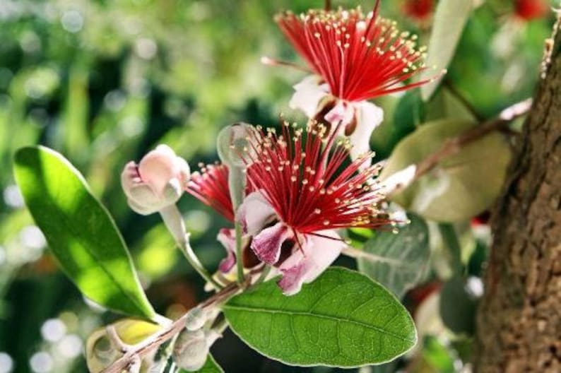 Pineapple Guava Plant 1ft Tall in 6" Pot - Feijoa Sellowiana - Live Plant with Healthy Roots