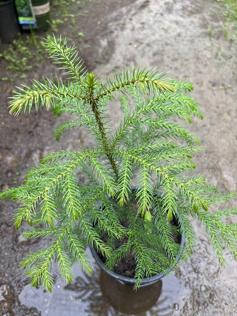 Araucaria Heterophylla - 1 ft Ship Plant in 1 Gallon Pot - Ideal Indoor Houseplant for Home Decor